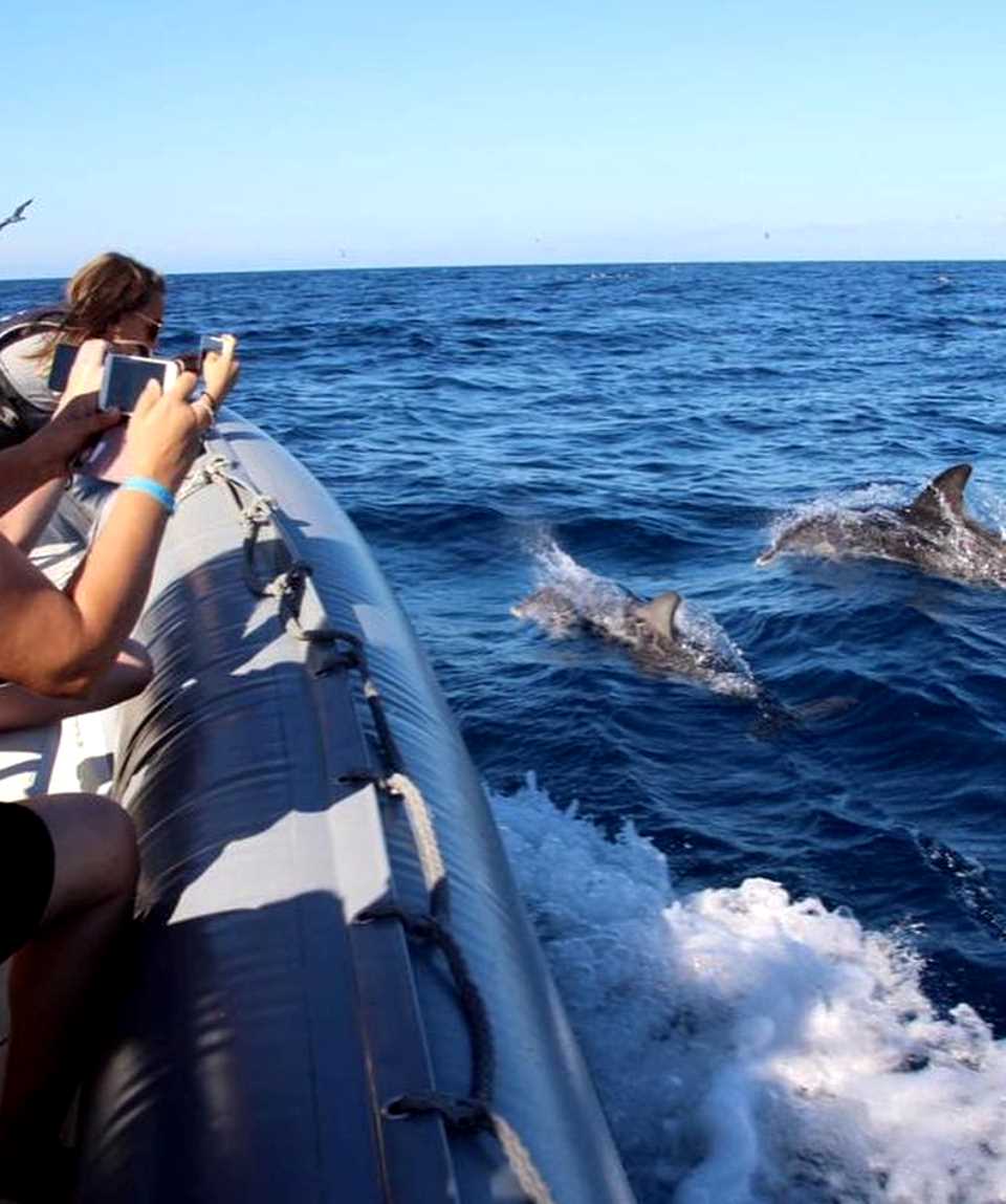 Wale und Delfine beobachten Morro Jable Fuerteventura
