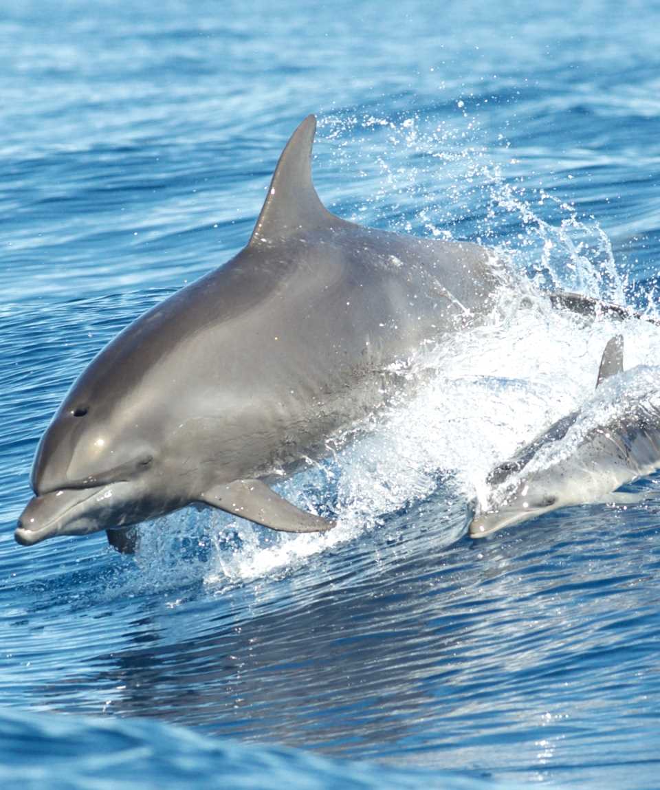 Wale und Delfine beobachten Morro Jable Fuerteventura