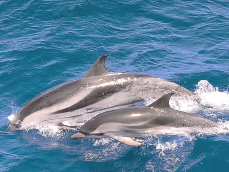 Wale und Delfine beobachten in Morro Jable Fuerteventura