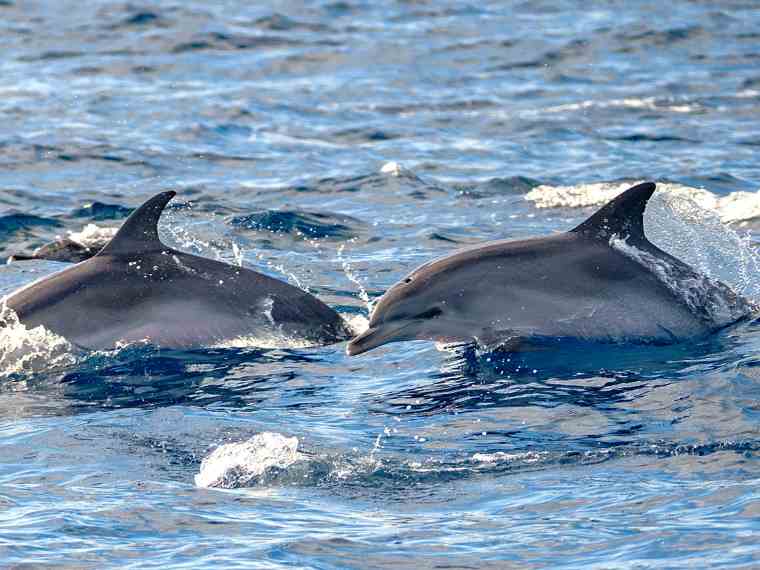 Wale und Delfine beobachten in Morro Jable Fuerteventura